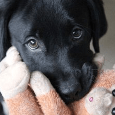 Puppy Training