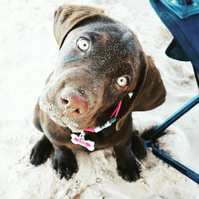 Why Wizedogs